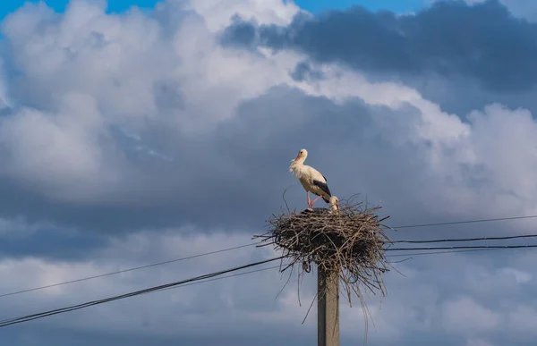 Pár Čápů Hnízdě — Stock fotografie