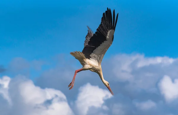 Stork Beautifully Maneuvers Flight — Stock Photo, Image
