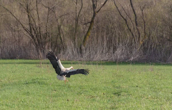 Stork Its Natural Environment — Zdjęcie stockowe