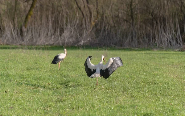 Stork Sin Naturliga Miljö — Stockfoto