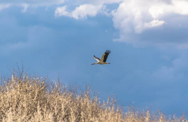 Stork Soars Blue Sky — Zdjęcie stockowe