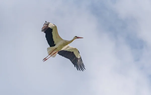 Stork Soars Blue Sky — Stock Photo, Image