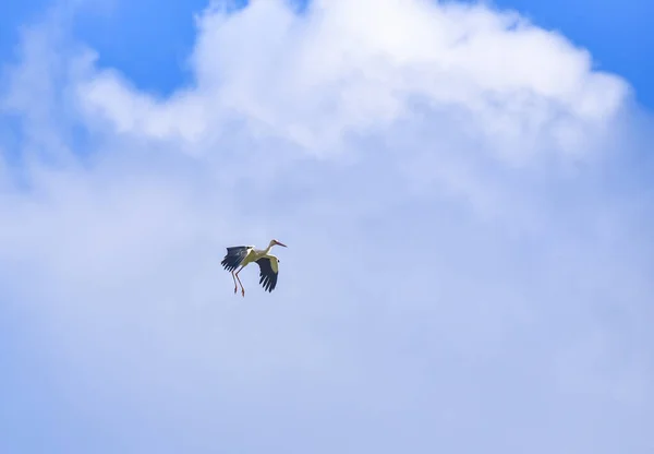 Stork Beautifully Maneuvers Flight — Stockfoto