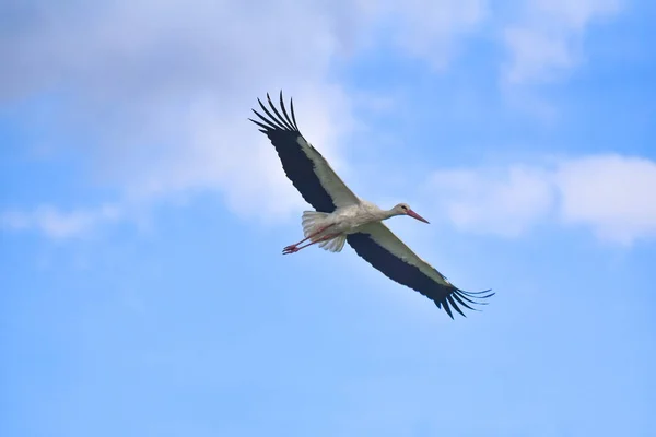 Storken Svæver Den Blå Himmel - Stock-foto