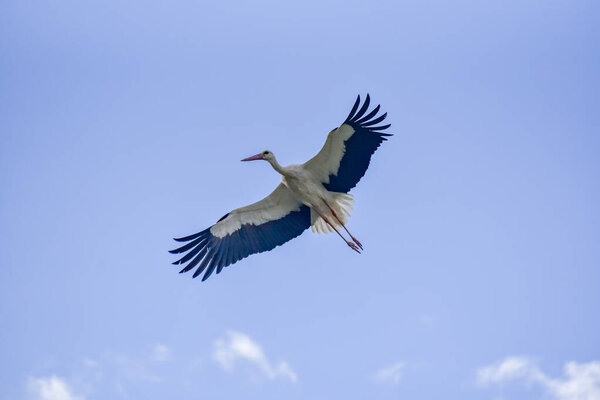 The stork soars in the blue sky