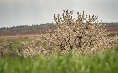 Dağlık kırlarda ilkbahar manzarası