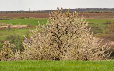 Dağlık kırlarda ilkbahar manzarası