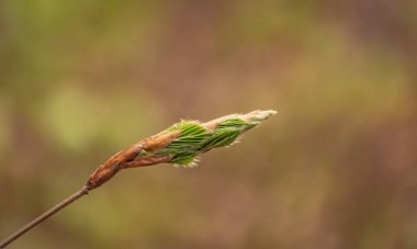 Avrupa kayın ağaçları baharda genç yaprakları yayar