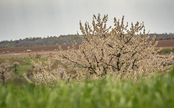 Dağlık kırlarda ilkbahar manzarası