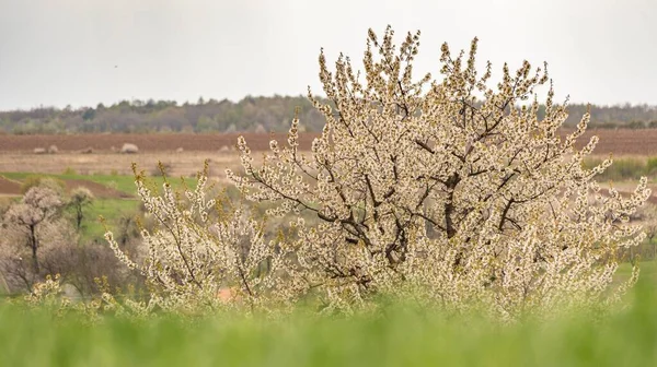 Dağlık kırlarda ilkbahar manzarası
