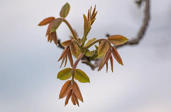 European Beech Spreads Young Leaves Spring — Zdjęcie stockowe