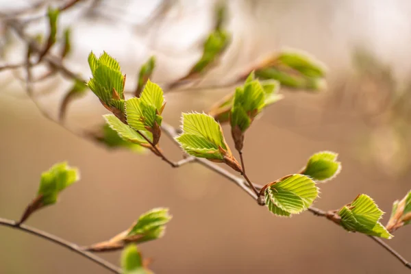 Avrupa Kayın Ağaçları Baharda Genç Yaprakları Yayar — Stok fotoğraf