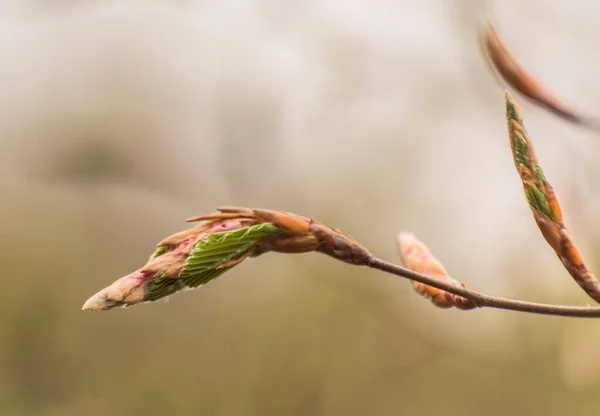 European Beech Spreads Young Leaves Spring — Fotografia de Stock