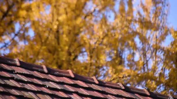 巨大的银杏黄色的皇冠叶子 — 图库视频影像