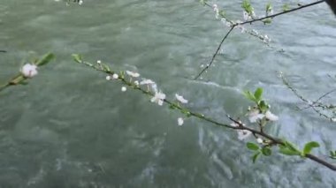 Bir dağ nehrinin arka planında çiçek açan ağaç dalı