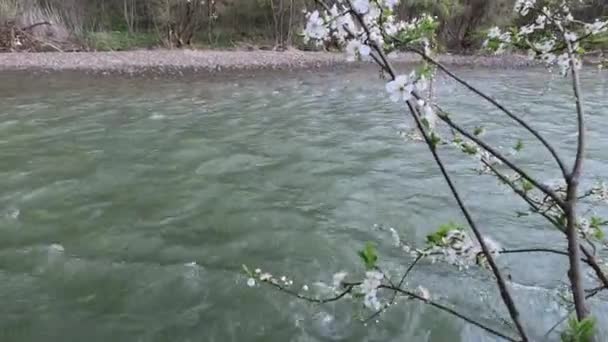 Flowering Tree Branch Background Mountain River — стоковое видео