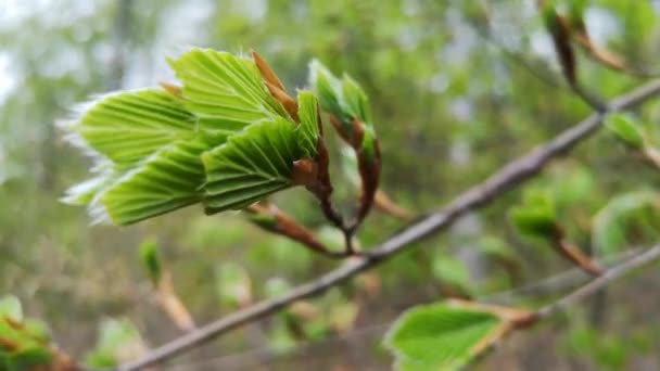 Hêtre Européen Propage Les Jeunes Feuilles Printemps — Video