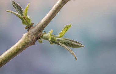 Paulownia 'nın en hızlı büyüyen ağacının gövdesinde yeni bir yaprak.