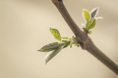 Paulownia 'nın en hızlı büyüyen ağacının gövdesinde yeni bir yaprak.