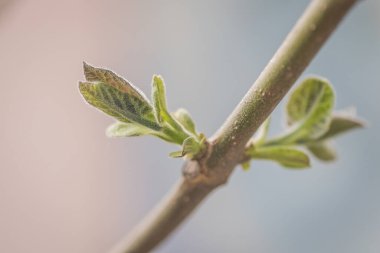 Paulownia 'nın en hızlı büyüyen ağacının gövdesinde yeni bir yaprak.