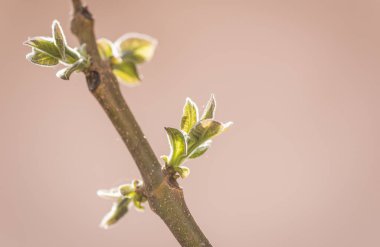 Paulownia 'nın en hızlı büyüyen ağacının gövdesinde yeni bir yaprak.
