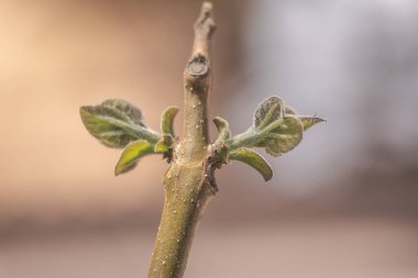 Paulownia 'nın en hızlı büyüyen ağacının gövdesinde yeni bir yaprak.