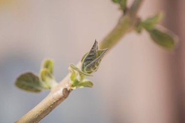 Paulownia 'nın en hızlı büyüyen ağacının gövdesinde yeni bir yaprak.