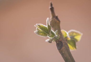 Paulownia 'nın en hızlı büyüyen ağacının gövdesinde yeni bir yaprak.