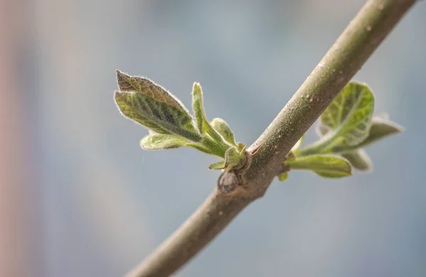 Paulownia Nın Hızlı Büyüyen Ağacının Gövdesinde Yeni Bir Yaprak — Stok fotoğraf