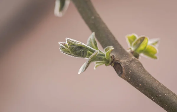 Nueva Hoja Tronco Del Árbol Más Rápido Crecimiento Mundo Paulownia — Foto de Stock