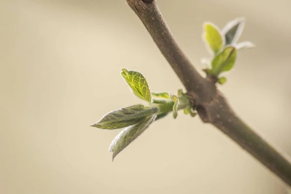 Paulownia Nın Hızlı Büyüyen Ağacının Gövdesinde Yeni Bir Yaprak — Stok fotoğraf