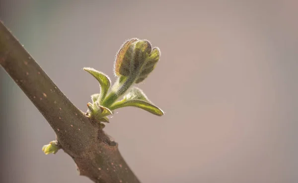 Paulownia Nın Hızlı Büyüyen Ağacının Gövdesinde Yeni Bir Yaprak — Stok fotoğraf