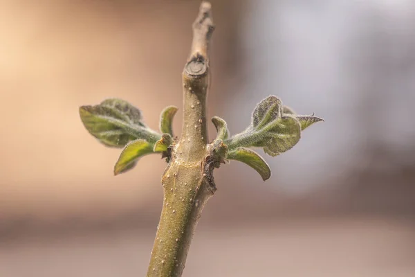 Nueva Hoja Tronco Del Árbol Más Rápido Crecimiento Mundo Paulownia —  Fotos de Stock