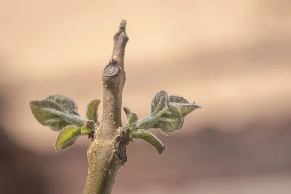 Paulownia Nın Hızlı Büyüyen Ağacının Gövdesinde Yeni Bir Yaprak — Stok fotoğraf