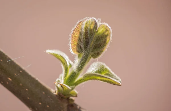 Paulownia Nın Hızlı Büyüyen Ağacının Gövdesinde Yeni Bir Yaprak — Stok fotoğraf