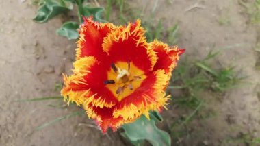 Rüzgarda sallanan lalenin yakın çekimi