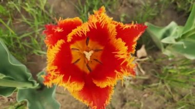 Rüzgarda sallanan lalenin yakın çekimi