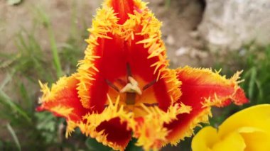 Rüzgarda sallanan lalenin yakın çekimi