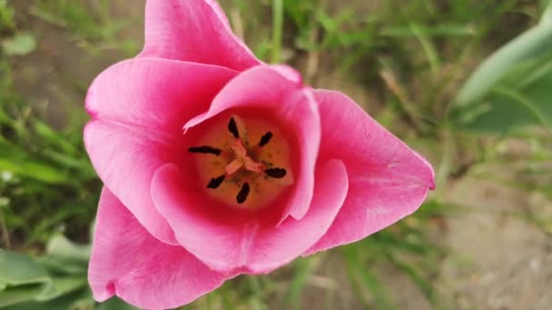 Primer Plano Tulipán Balanceándose Viento — Vídeos de Stock