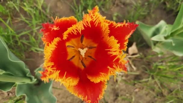 Nahaufnahme Einer Tulpe Die Sich Wind Wiegt — Stockvideo