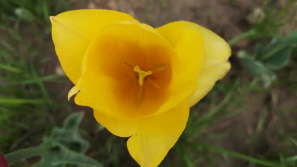 Close Tulip Swaying Wind — Stock Video