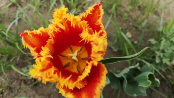 Close Tulip Swaying Wind — Wideo stockowe
