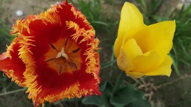 Close Tulip Swaying Wind — Video Stock