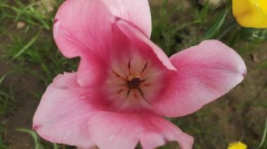 Rüzgarda sallanan lalenin yakın çekimi