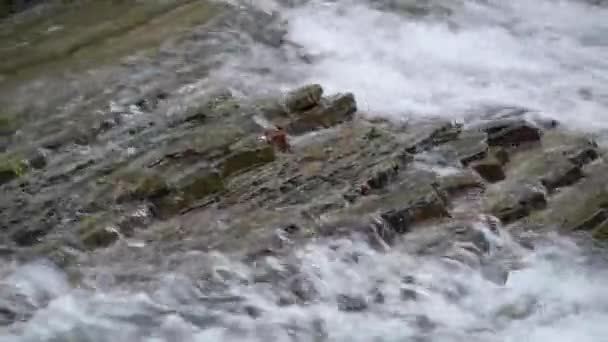 Cascade Orageuse Dans Forêt Montagne Printanière — Video