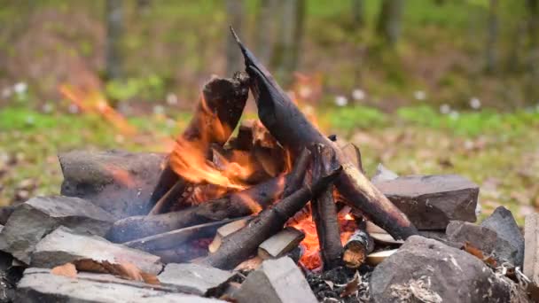 Tűzifa Tűz Hegyi Patak Partján — Stock videók