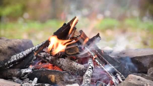 Oheň Dřeva Břehu Horské Pramenité Řeky — Stock video