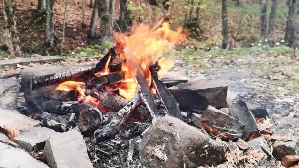 Fogo Lenha Margem Rio Primavera Montanha — Vídeo de Stock