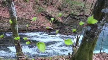 Bahar Dağı ormanında fırtınalı şelale