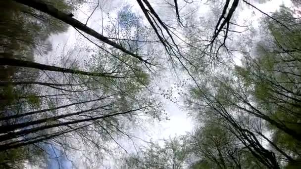 Jarní Obloha Horském Lese Dolní Pohled — Stock video